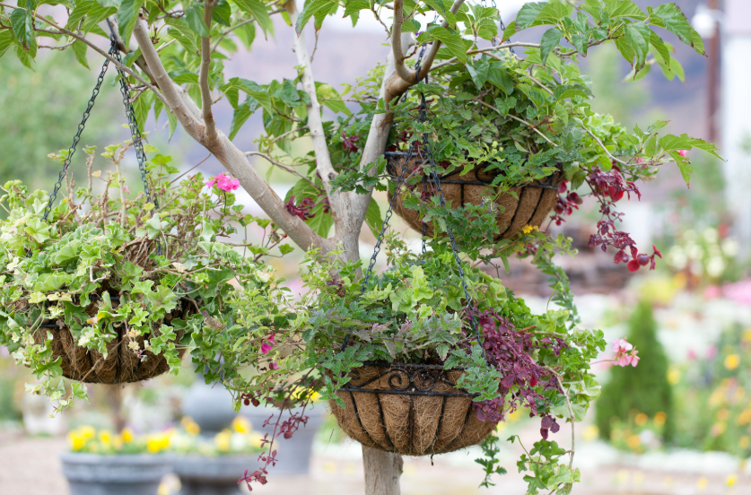 Hanging Baskets Hanging Baskets