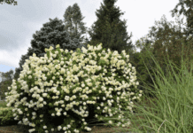 Caring for Your Hydrangea Tree: Tips Hydrangea Tree
