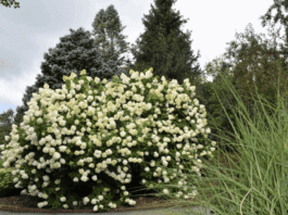 Caring for Your Hydrangea Tree: Tips Hydrangea Tree
