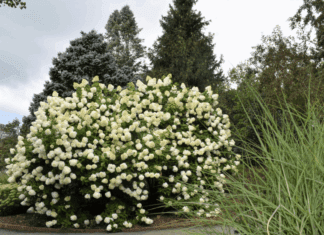 Caring for Your Hydrangea Tree: Tips Hydrangea Tree