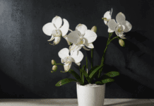 The Art of Orchid Potting Mix: Creating the Perfect Foundation for Your Epiphytic Beauties Orchid Potting Mix