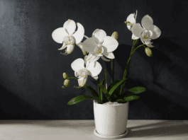 The Art of Orchid Potting Mix: Creating the Perfect Foundation for Your Epiphytic Beauties Orchid Potting Mix