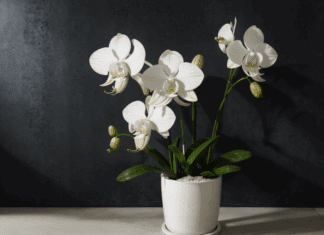 The Art of Orchid Potting Mix: Creating the Perfect Foundation for Your Epiphytic Beauties Orchid Potting Mix