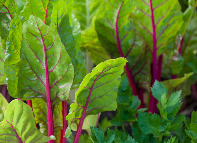 Swiss Chard Swiss Chard