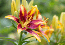 Asiatic Lily Garden Ideas: Design Your Perfect Oasis Asiatic lily garden ideas