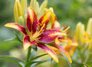 Asiatic Lily Garden Ideas: Design Your Perfect Oasis Asiatic lily garden ideas