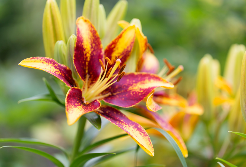 Asiatic lily garden ideas Asiatic lily garden ideas