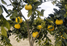 Cultivating and Tending Red Grapefruit Trees red grapefruit trees