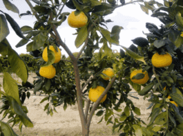 Cultivating and Tending Red Grapefruit Trees red grapefruit trees