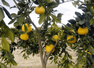Cultivating and Tending Red Grapefruit Trees red grapefruit trees