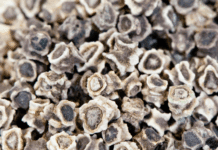 Swiss Chard Seeds: Growing, Cooking, and Enjoying Swiss Chard swiss chard seeds