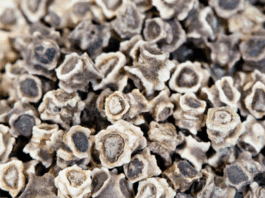 Swiss Chard Seeds: Growing, Cooking, and Enjoying Swiss Chard swiss chard seeds