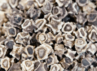 Swiss Chard Seeds: Growing, Cooking, and Enjoying Swiss Chard swiss chard seeds