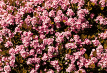 Grow Vibrant Indian Hawthorn Bushes in Your Yard Indian Hawthorn bushes