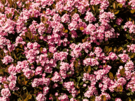 Grow Vibrant Indian Hawthorn Bushes in Your Yard Indian Hawthorn bushes