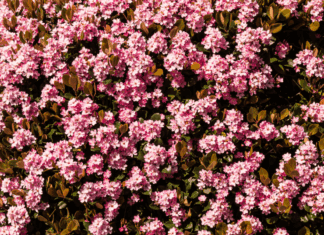 Grow Vibrant Indian Hawthorn Bushes in Your Yard Indian Hawthorn bushes