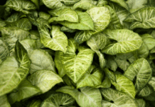 How to Propagate Arrowhead Plant How to Propagate Arrowhead Plant