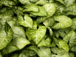 How to Propagate Arrowhead Plant How to Propagate Arrowhead Plant