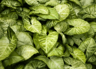 How to Propagate Arrowhead Plant How to Propagate Arrowhead Plant