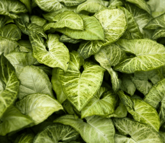 How to Propagate Arrowhead Plant How to Propagate Arrowhead Plant