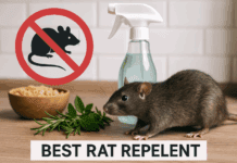 Expert’s Guide to the Best Rat Repellents best rat repellent