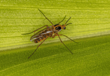 How To Get Rid Of Gnats How To Get Rid Of Gnats