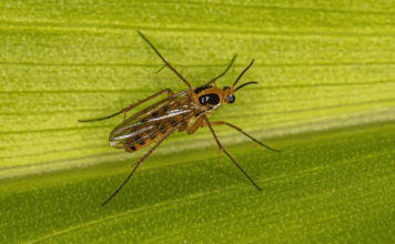 How To Get Rid Of Gnats How To Get Rid Of Gnats