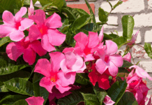 Mandevilla Plant Winter Care: Essential Indoor Tips Mandevilla Plant Winter Care