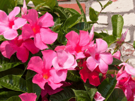 Mandevilla Winter Care: Essential Tips for Overwintering Indoors Mandevilla Plant Winter Care