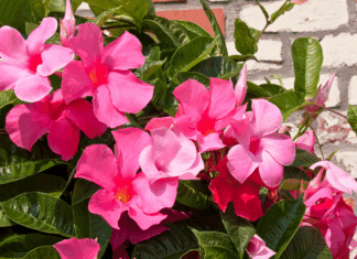 Mandevilla Plant Winter Care: Essential Indoor Tips Mandevilla Plant Winter Care