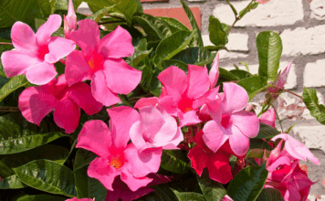 Mandevilla Plant Winter Care: Essential Indoor Tips Mandevilla Plant Winter Care