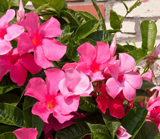 Mandevilla Winter Care: Essential Tips for Overwintering Indoors Mandevilla Plant Winter Care