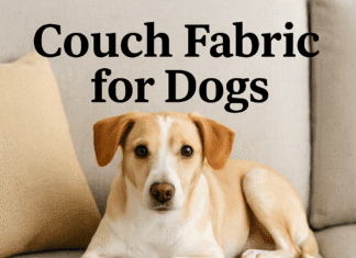 Couch Fabric for Dogs: 5 Pet-Proof Materials Every Dog Owner Swears By Couch Fabric for Dogs