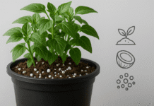 Soilless Potting Mix: What It Is, Why It Works, and How to Use It Soilless Potting Mix