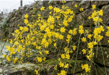 Winter Jasmine Care Guide: How to Grow Jasminum nudiflorum Bright yellow winter jasmine flowers blooming on bare green stems