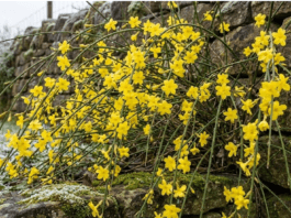 Winter Jasmine Care Guide: How to Grow Jasminum nudiflorum Bright yellow winter jasmine flowers blooming on bare green stems