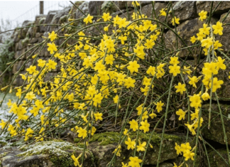 Winter Jasmine Care Guide: How to Grow Jasminum nudiflorum Bright yellow winter jasmine flowers blooming on bare green stems