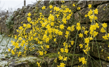 Winter Jasmine Care Guide: How to Grow Jasminum nudiflorum Bright yellow winter jasmine flowers blooming on bare green stems
