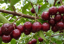 Brazilian Cherry Tree (Surinam Cherry): Grow, Care & Harvest Guide Dark red, ripe Brazilian cherries hanging from a branch