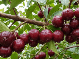 Brazilian Cherry Tree (Surinam Cherry): Grow, Care & Harvest Guide Dark red, ripe Brazilian cherries hanging from a branch