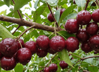 Brazilian Cherry Tree (Surinam Cherry): Grow, Care & Harvest Guide Dark red, ripe Brazilian cherries hanging from a branch