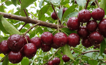 Brazilian Cherry Tree (Surinam Cherry): Grow, Care & Harvest Guide Dark red, ripe Brazilian cherries hanging from a branch