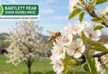 The Best Bartlett Pear Pollination Partners (2026 Guide) Honeybee pollinating a cluster of Bartlett pear blossoms with pollen visible, showing why cross-pollination partners are required for a heavy harvest.
