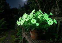 Firefly Petunia: Where to Buy the Glowing Plant in 2026 Firefly Petunia glow-in-the-dark flower glowing brightly with a soft green light at night.