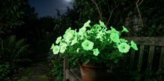 Firefly Petunia: Where to Buy the Glowing Plant in 2026 Firefly Petunia glow-in-the-dark flower glowing brightly with a soft green light at night.
