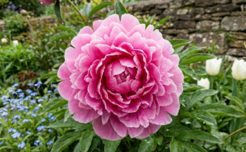 Pink Peonies: Best Varieties, Care Guide & Bouquet Tips pink-peonies-garden