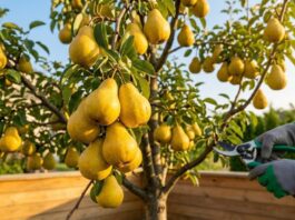 The Ultimate Bartlett Pear Tree Guide (Grow Juicy Pears & Avoid the Bradford Trap!) A mature Bartlett pear tree heavily laden with dozens of ripe, golden-yellow pears. A gardener's hand holding professional bypass pruners subtly prunes a lower branch near a wooden baseboard during sunny golden hour in a backyard orchard, illustrating care and pruning.