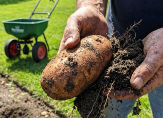 10 10 20 Fertiliser Guide (2026): Grow Massive Roots & Lawns A gardener holding a massive, healthy potato harvested from loose sandy loam soil, with a bag of 10-10-20 fertiliser in the background.