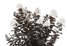 White Crate Myrtle Tree (2026): Grow Massive Blooms Black Diamond Crape Myrtle Tree (Crystalline White, 7 gal.)