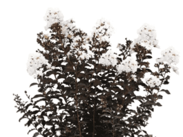White Crate Myrtle Tree (2026): Grow Massive Blooms Black Diamond Crape Myrtle Tree (Crystalline White, 7 gal.)